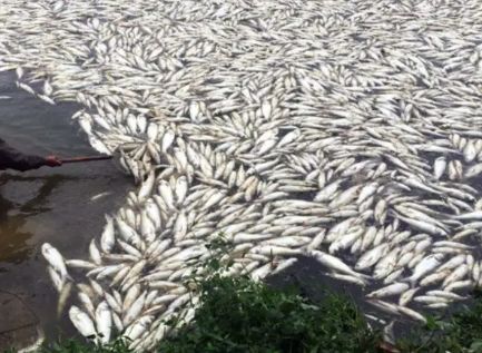 成也殺蟲，敗也殺蟲 水產養殖中寄生蟲重在預防