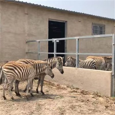 動(dòng)物園景區(qū)斑馬展覽 條紋馬養(yǎng)殖基地的飼養(yǎng)藝術(shù)