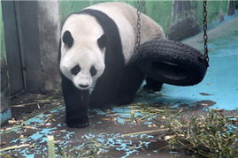 中國(guó)政協(xié)委員聚焦動(dòng)物飼養(yǎng)規(guī)范，推動(dòng)生態(tài)文明建設(shè)與畜牧業(yè)高質(zhì)量發(fā)展