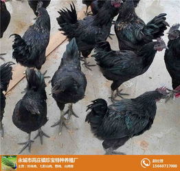 永城市高莊鎮(zhèn)珍寶特種養(yǎng)殖廠 火雞與鴕鳥的孵化養(yǎng)殖及一體化飼料生產(chǎn)體系