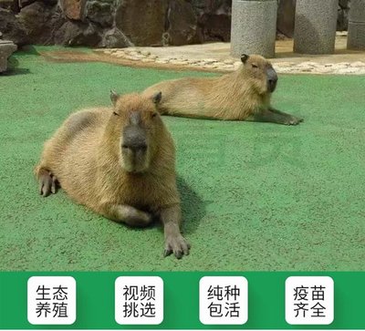 可愛卡皮巴拉 水豚養(yǎng)殖與觀賞市場(chǎng)新寵